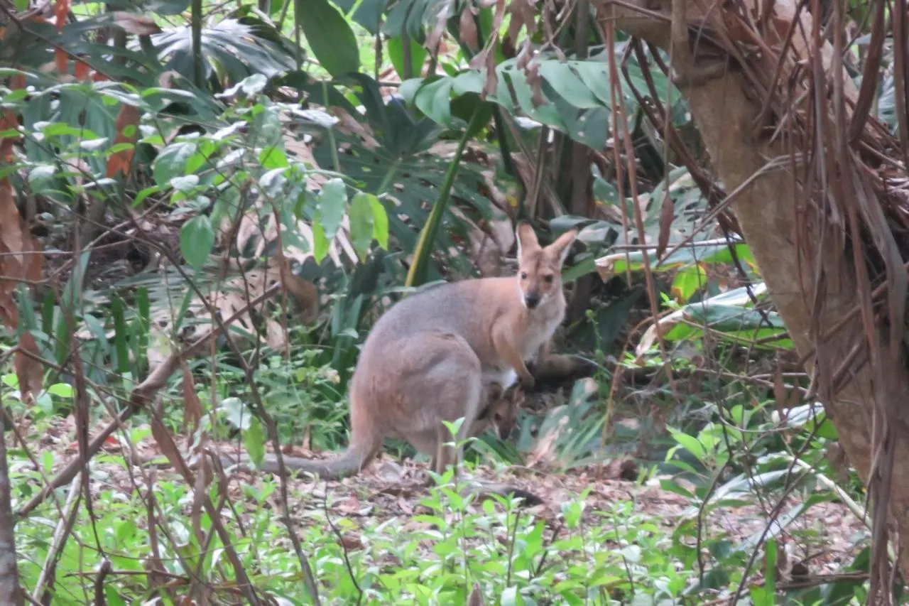 Bed and breakfast Keillor Lodge Maleny